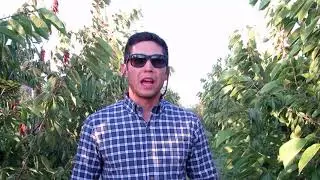 Cáncer bacterial en cerezo, Pseudomona syringae. UDEC Chillan patologia de frutales