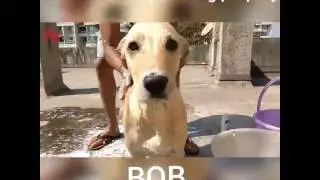 How to wash a Dog easily