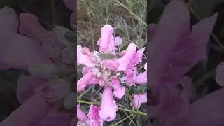 Flor do Cerrado: Descubra a Beleza da Planta Cuspidaria