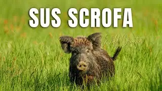 The wild boar (Sus scrofa)