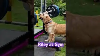 😂 Dog Goes to Gym: Pawsome Fitness Fails That'll Fetch You a Laugh! 🐶💪 funny, silly ai meme trend