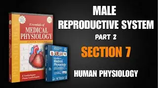 (CHAPTER -71) MALE REPRODUCTIVE SYSTEM-2 || SEMBULINGAM BOOK IN EASY AND SIMPLE HINDI EXPLANATION