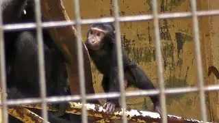 クロザルの赤ちゃんBaby Celebes crested macaque