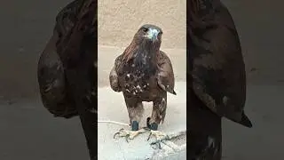 The Majestic Power of a Golden Eagle 🦅🔥 | Pure Strength and Pride.