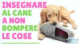 Come Insegnare al Cane a Non Rompere le Cose
