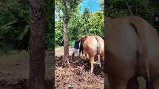 MY NAME IS GREENHAM 🐂 💥💥 #sapigemuk #sapijumbo #yogyakarta #viral