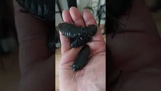 Black Tigers Madagascar Hissers All Black! Gromphadorhina grandidieri.