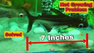 Main reason why Tiger Shark Fish stopped growing | Tip to grow Tiger Shark Fish faster |#iridescent