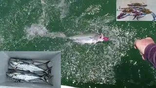 Moreton Bay School Mackerel