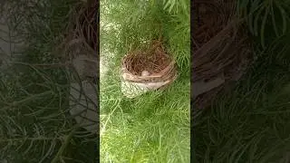 Wonder full bird | Wonder full birds egg