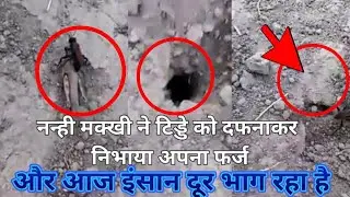 अल्लाह की क़ुदरत देखो 🤲🏻 एक मरे हुए टिड्डे 🦗को  एक उड़ने वाली मक्खी 🐝ने कैसे दफनाया