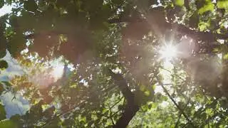 Relaxing Music with Nature Clips l Big Trees l Forest