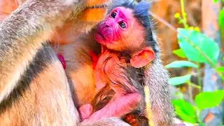 Breaking News! Loving Mother Welcomes Her Sweet Newborn Baby Monkey in a Soft Gentle Moment Today..