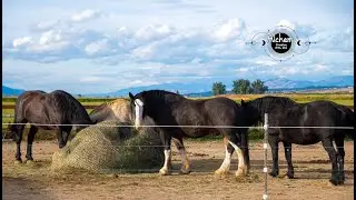 1 Horse At A Time, Draft Horse Rescue ~ Mini Docs episode #01