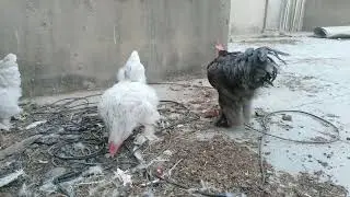 Chicken mating dance #mating #rooster 