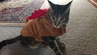 Cat Christmas Costumes | Merry Christmas!