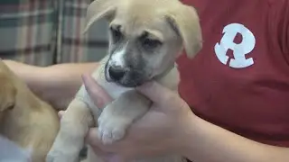See how much longer the Houston County SPLOST-funded animal shelter will take to open