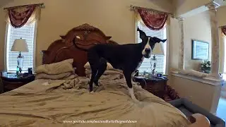 Funny Wet Great Dane Loves Pouncing & Bouncing Bed Zoomies