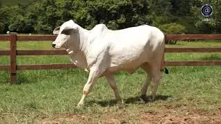 LOTE 8 WFGP 8
