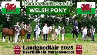 De volledige demonstratie van het Welsh Pony ras 🐴🐉 Landgoedfair Mari&euml;nwaerdt 🏰