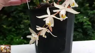 Моя находка на верхней полке - Coelogyne flaccida September 2018