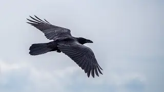 World Most Beautiful Creatures  ⁵⁷ - Crow Bird - Sound And Pictures