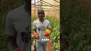Color capsicum farming is a real deal #shorts #short #shorts