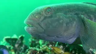 Round goby (Neogobius melanostomus)