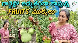 Amazingly growing FRUITS plants in the garden | TERRACE GARDEN FRUITS || TELUGU GARDEN VLOG
