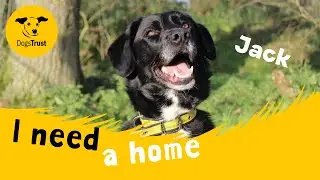 Jack the gorgeous Crossbreed | Dogs Trust Snetterton