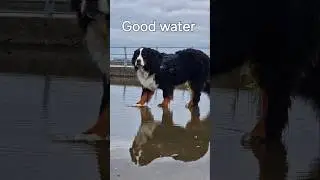 Good Water vs Bad Water according this Bernese Mountain Dog #shorts