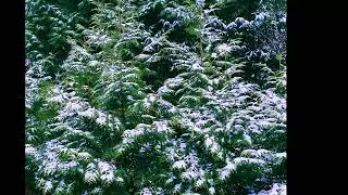 Calming stillness in the air  *12