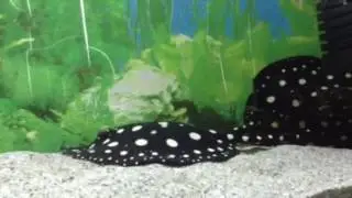 Henlei Stingrays (Potamotrygon Henlei)