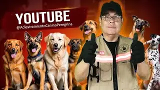 Mi transmisi&oacute;n🎥 Transmisi&oacute;n en vivo sobre educaci&oacute;n y adiestramiento canino 🐾