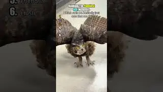 The Last One Had Me Crying 😂#owl #funny #funnyanimals #wildlife #animalvideos #cuteanimals #pets