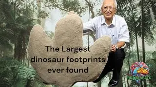 Two-Legged Dinosaur Footprints Ever Found! #brainbeats #dinoscience