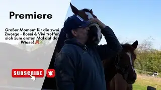 Gro&szlig;er Moment f&uuml;r die zwei Zwerge &ndash; Bossi & Vivi treffen sich zum ersten Mal auf der Wiese! 🐴🌿