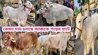 January 17 2026 শনিবার 👈 Dakshin Barasat Goru Hat 2026 Tarafdar Vlog 