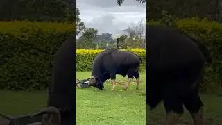 #explore #nature #kodaikanal #trip #travel #kodaikanaltrip #travel #bisonattack#nature #bull #love
