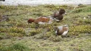 Smient, vogelgriep niet uitzonderlijk bij watervogels/ Wigeon, bird flu not exceptional.
