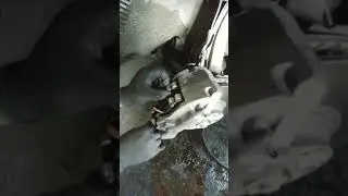 Q7 brake pads or caliper