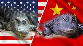 Alligator Populations: America vs China