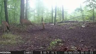 2024 May 06 - Three Deer on a Foggy Morning [CAM002]