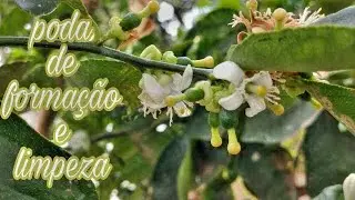 COMO FAZER PODA DE FORMAÇÃO E DE LIMPEZA NOS CITROS: dicas importantes- laranja pera e limão Taiti