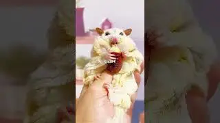 The Cutest Flying Animal You&rsquo;ve Never Heard Of