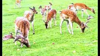 Deear park. Kolkata deear park ।। Deer Park (Delhi)।Why is Deer Park ?Is photo allowed in Deer Park?