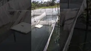 visit to my molly fish farm located @ calamba laguna