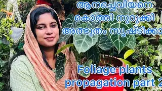 Foliage plants propagation part 2||haseena jabbar||hidayas home garden |