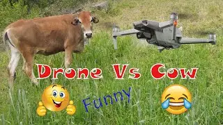 Trolling Cow With Drone | Drone Vs Cow | Funny Video | Dji Mavic Air 2 | Abbasi Studio