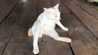Modeling cat 🐱